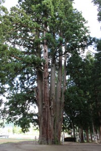 外丸矢放神社の八本杉