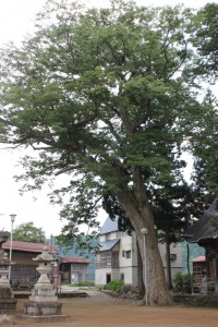 船山神社の大欅
