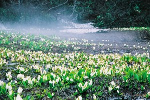 野々海池のミズバショウ群落