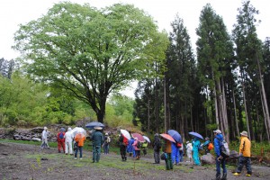見玉公園の巨人イタヤカエデ