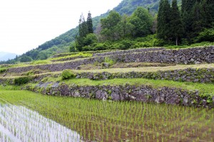 田植え後の石垣田