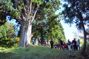 上野の大杉は樹齢3〜400年
