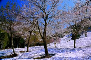 雪中桜