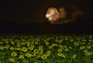 好月賞_夏の終わりの遠花火