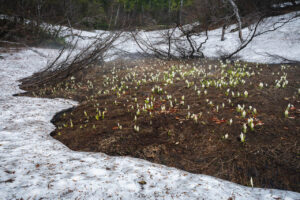 ㈱さかえ賞_高原の春_片平和生