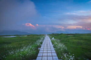 AMS賞_Cotton Grass Path_若原まり子